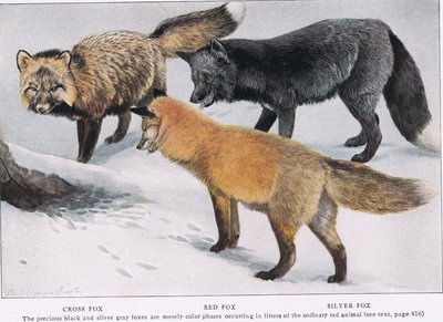 CrossRed and Silver Foxes by Louis Agassiz Fuertes